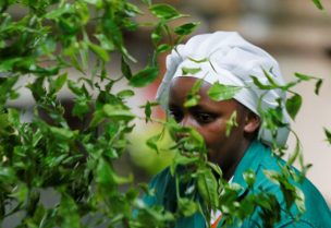 A worker sorts green tea leaves at the Kambaa Tea Factory in Githunguri, Kiambu County, Kenya, June 8, 2023. REUTERS/Monicah Mwangi