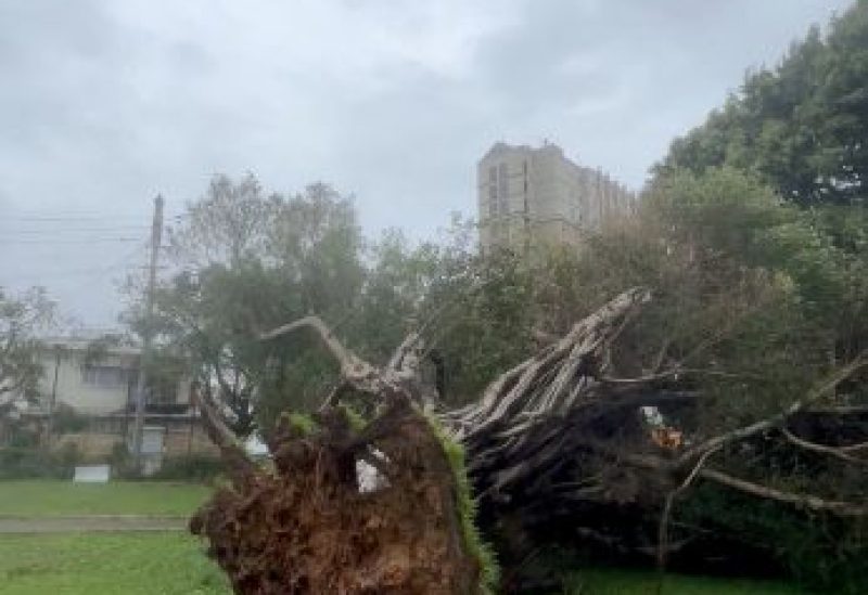 A view of an uprooted tree felled by heavy rain and strong winds brought by Typhoon Khanun in Naha, Okinawa Prefecture, Japan August 3, 2023 in this screengrab obtained from social media video. Instagram/@tamaki_nakajima_okinawa/via REUTERS THIS IMAGE HAS BEEN SUPPLIED BY A THIRD PARTY. MANDATORY CREDIT. NO RESALES. NO ARCHIVES.