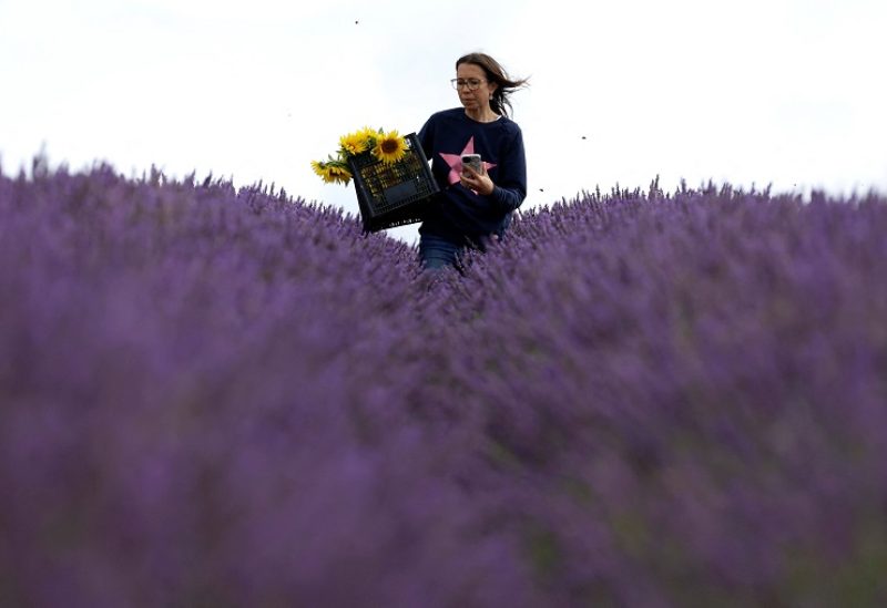 A woman walks with cut sunflowers amongst rows of plants at Hitchin Lavender farm in Ickleford, Britain, August 1, 2023. REUTERS/Peter Cziborra