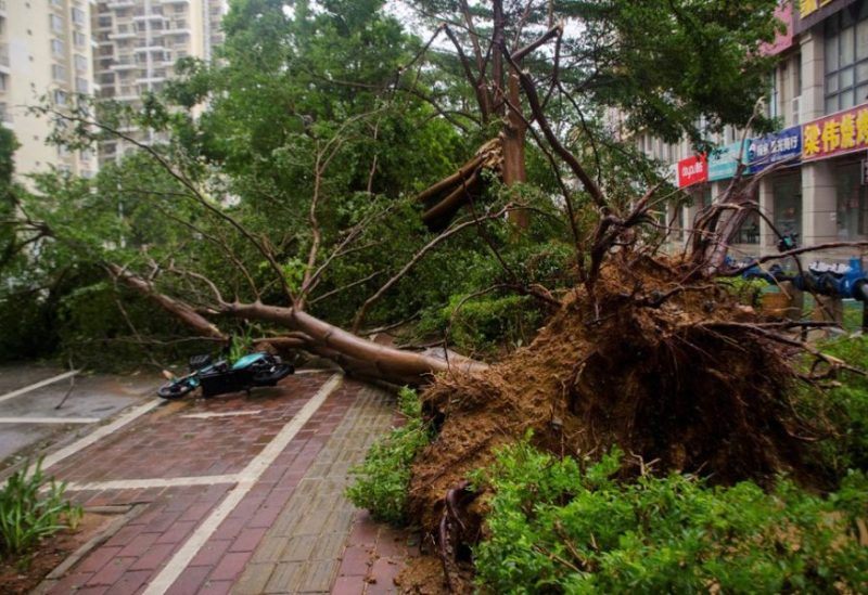 A fallen tree is seen on a street as Typhoon Talim brought strong wind and heavy rainfall in Beihai, Guangxi Zhuang Autonomous Region, China July 18, 2023