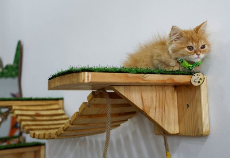 A cat sits in MEOW shope, a cafe for cats, in Gaza City August 20, 2023. REUTERS