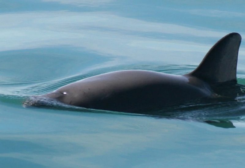 Found only in the Gulf of California, Mexico, vaquita porpoises are critically endangered. The International Whaling Commission says their extinction is inevitable unless bans on gillnetting are better enforced.