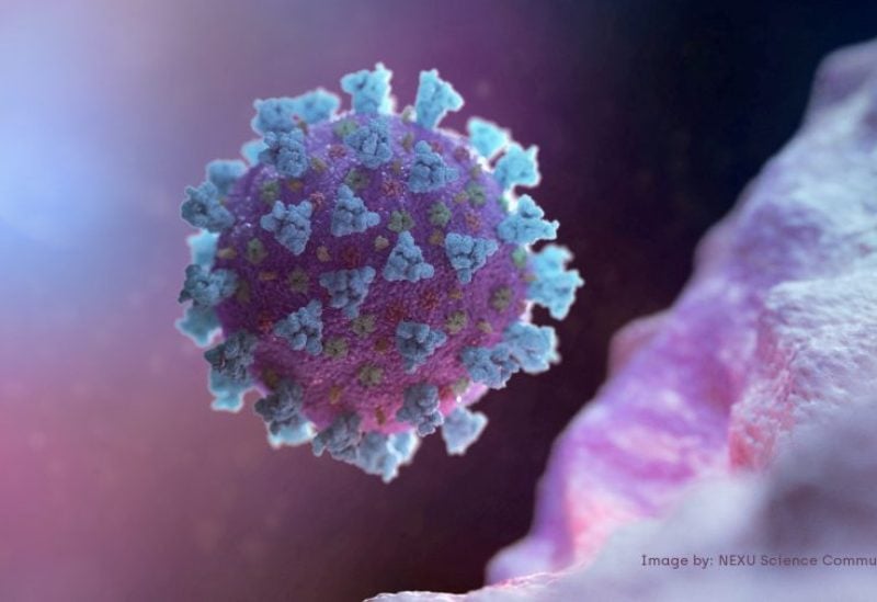 A computer image created by Nexu Science Communication together with Trinity College in Dublin, shows a model structurally representative of a betacoronavirus which is the type of virus linked to COVID-19, better known as the coronavirus linked to the Wuhan outbreak, shared with Reuters on February 18, 2020. NEXU Science Communication/via REUTERS