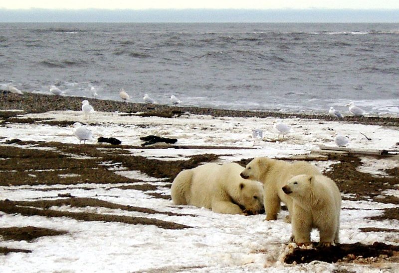 A polar bear sow and two cubs are seen on the Beaufort Sea coast within the 1002 Area of the Arctic National Wildlife Refuge in this undated handout photo provided by the U.S. Fish and Wildlife Service Alaska Image Library on December 21, 2005. EDITORIAL USE ONLY REUTERS/HANDOUT/U.S. Fish and Wildlife Service/File Photo