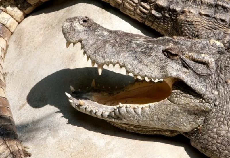 crocodile - alligator