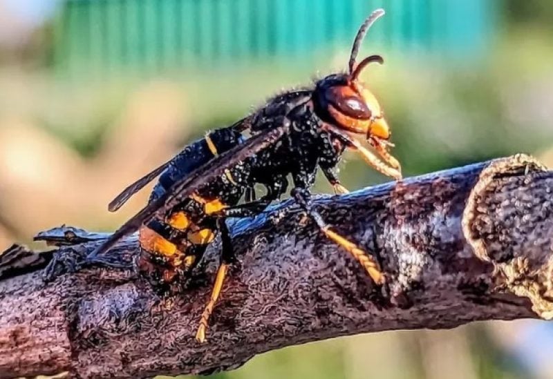 An Asian hornet predating hives in Folkestone, Kent