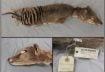 Three views of the desiccated remains of an extinct marsupial mammal called the Tasmanian tiger, or the thylacine, from a collection at the Swedish Museum of Natural History in Stockholm