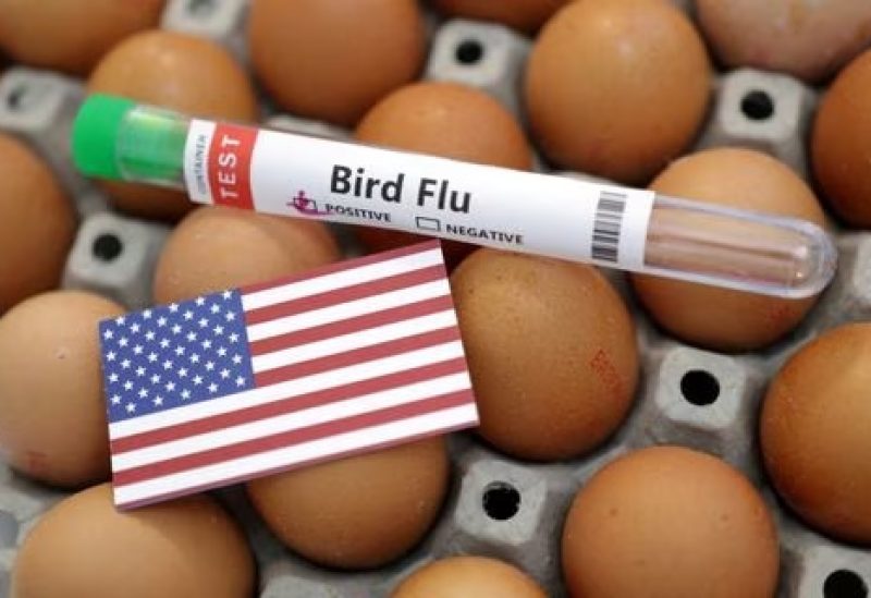 A test tube labelled "Bird Flu", eggs and a piece of paper in the colours of the U.S. national flag are seen in this picture illustration, January 14, 2023. REUTERS/Dado Ruvic/Illustration/File Photo
