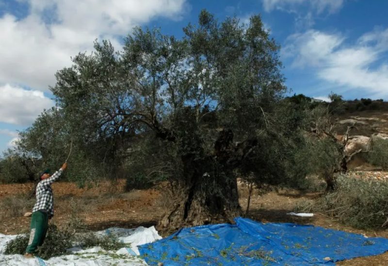 A farmer harvests olives in Houla village, southern Lebanon October 16, 2011. Picture taken October 16, 2011.